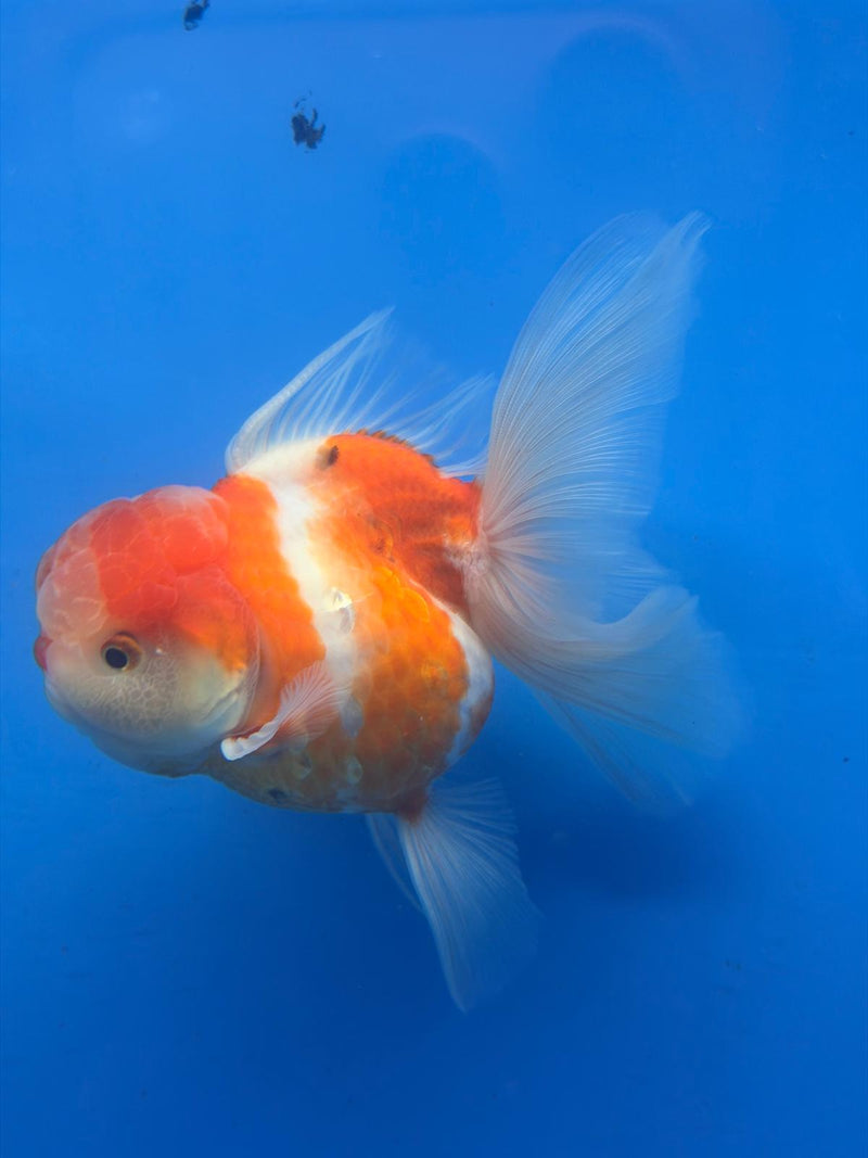 Thai Red & White Sakura 4” Body Female(FEB-403)BLUETUBD