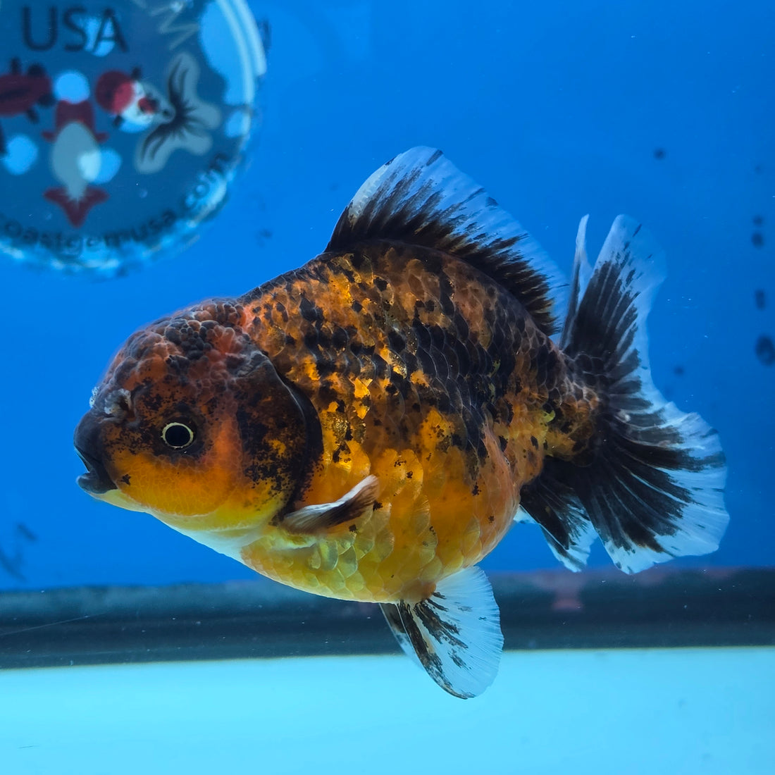 Thai Oranda Tiger Shogun Farm 3.5" Body Female 8mths(FEB-555)R3A02