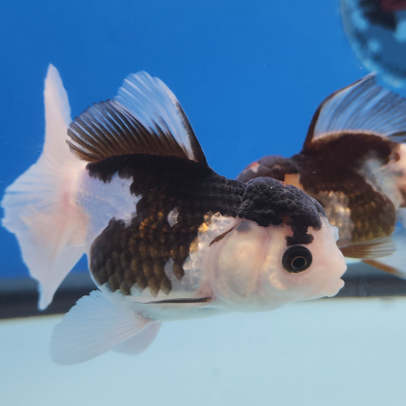 Thai Oranda Panda Tri-Color 2.5 F (FEB-185)R3A07
