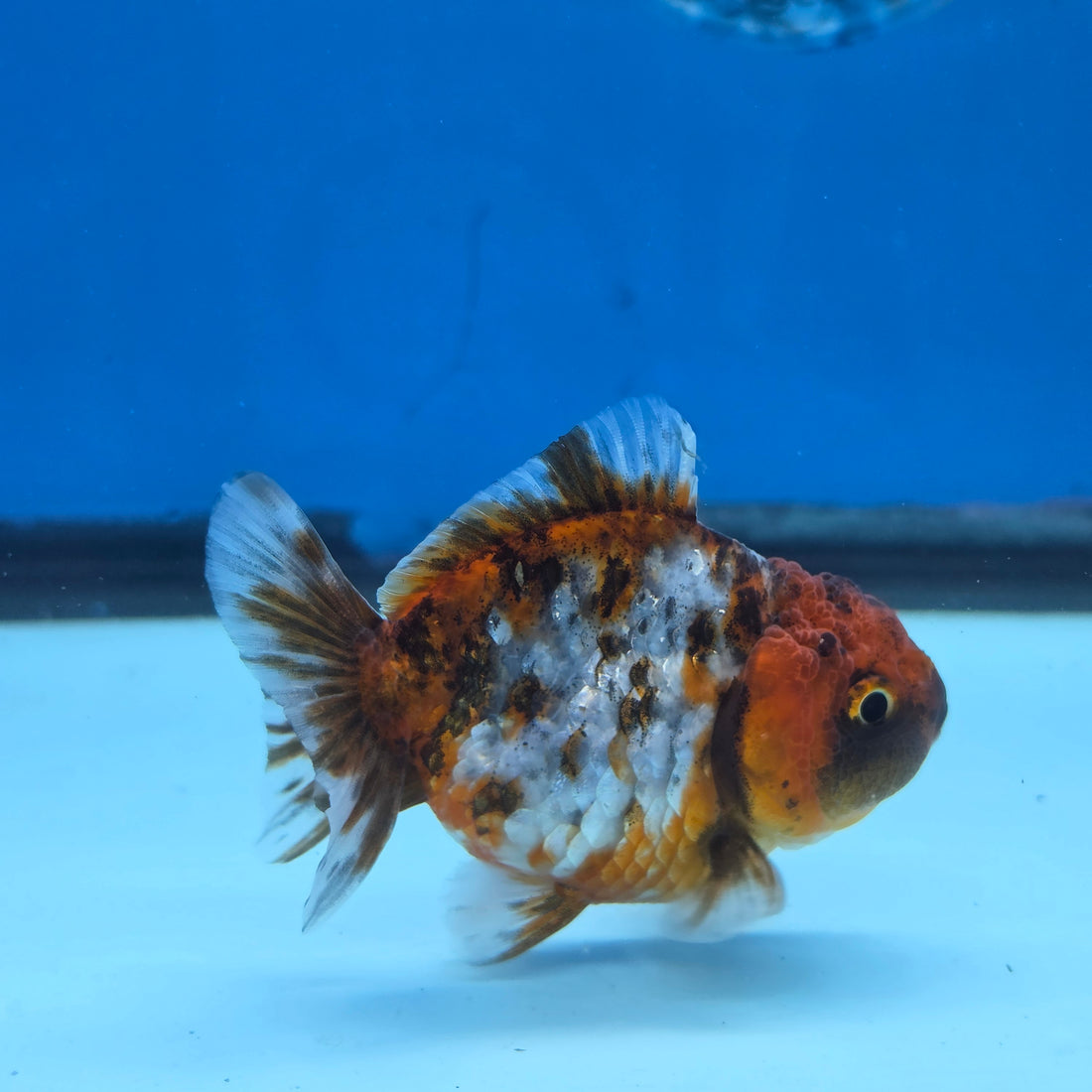 Thai Oranda Tiger Shogun Farm 2.8" Body Female 6mths(FEB-583)R3B02