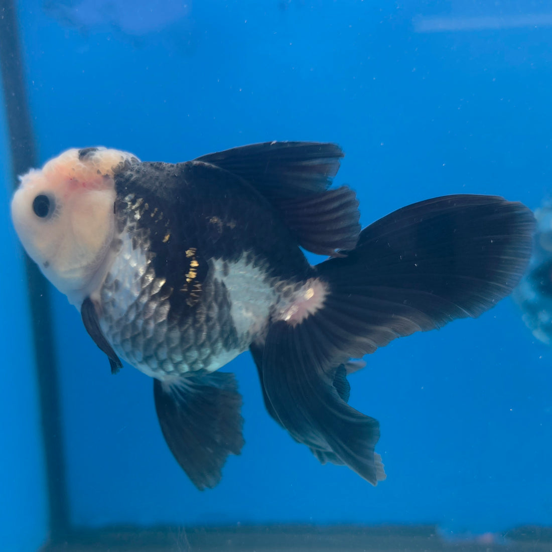 Thai Oranda Lemonhead Panda Silver 2.5” Female(FEB-683)R3B01