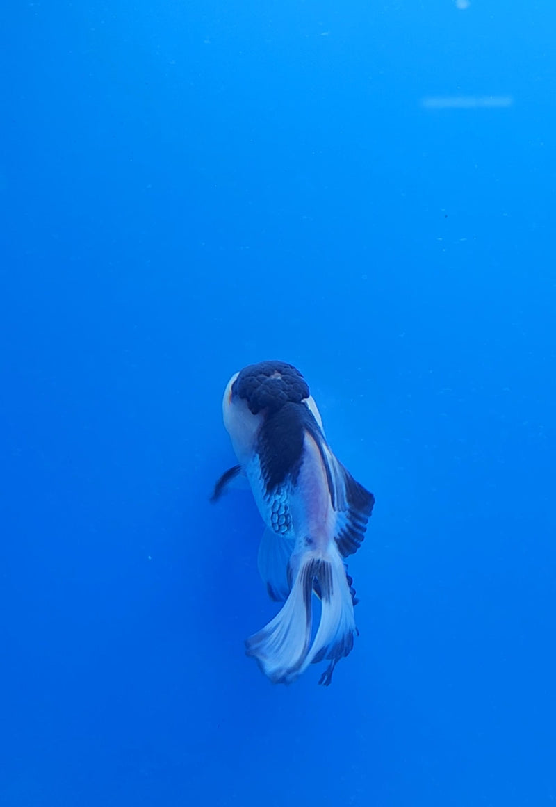Thai Oranda Panda 2.5 M (FEB-188)R3A06