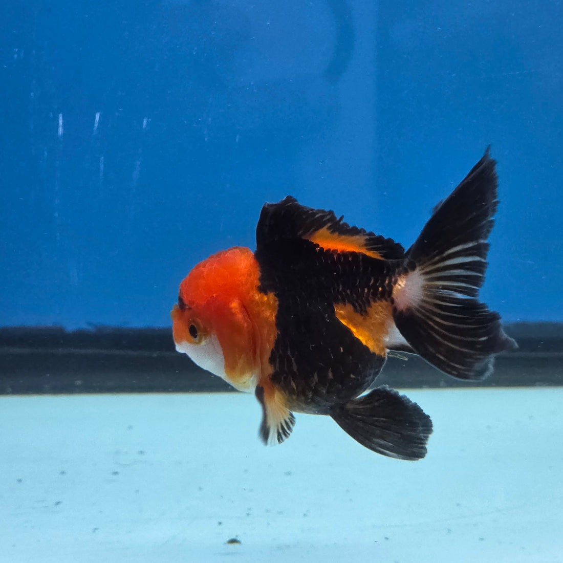 Thai Oranda Apache body breed 2.5" Body Female 6mths(FEB-565)R3B22