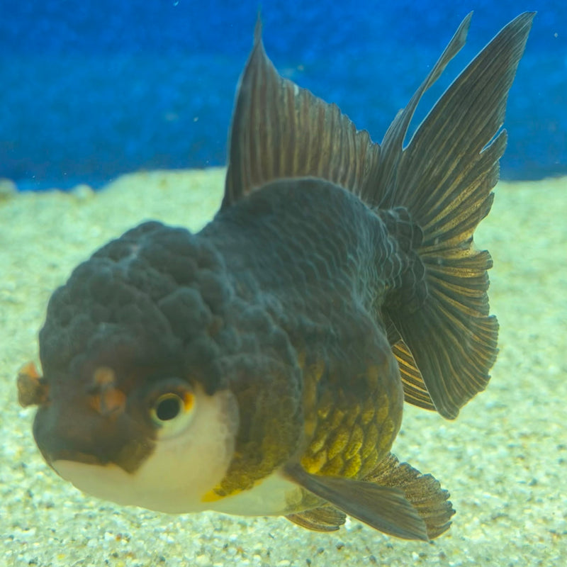 Thai Oranda Panda 2.5in Female (FEB-474)R3A13