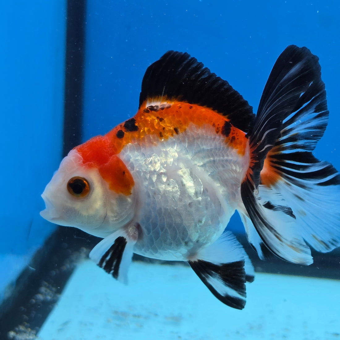 Thai Oranda Tri Color 3 in Body Female (FEB-526)R3A07
