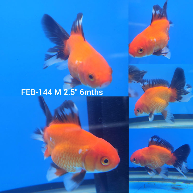 Thai Apache Oranda 2.5” Body Male (FEB-144)R3B21