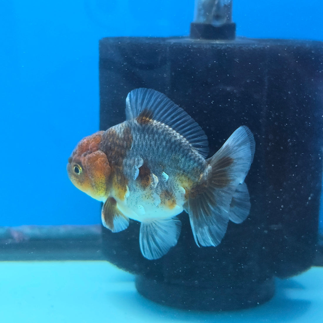 Thai Oranda Calico Shogun Farm 2.5" Body male 6mths(FEB-582)R3B02