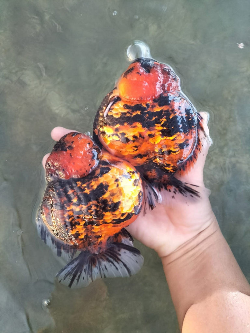 Thai Tiger Oranda x 2 FISH 4.50 inch Body Oranda (CRP-JO1034)