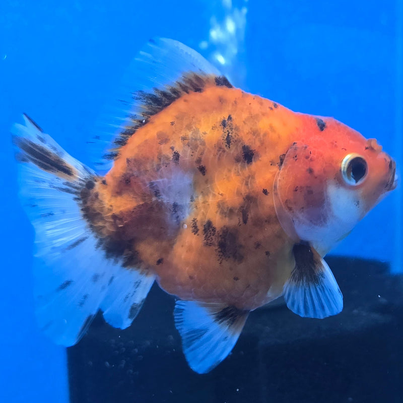 Thai Shogun Calico Oranda 2.5" Body Male A+ Grade(CK-605)R3A01
