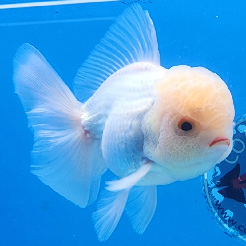 Thai Oranda Full White 3.5” Body Male(CK-1435)BLUETUB2