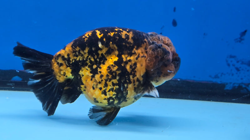 Thai Calico Red Tiger 4.00 inch Body Male (CK-066)R1A12