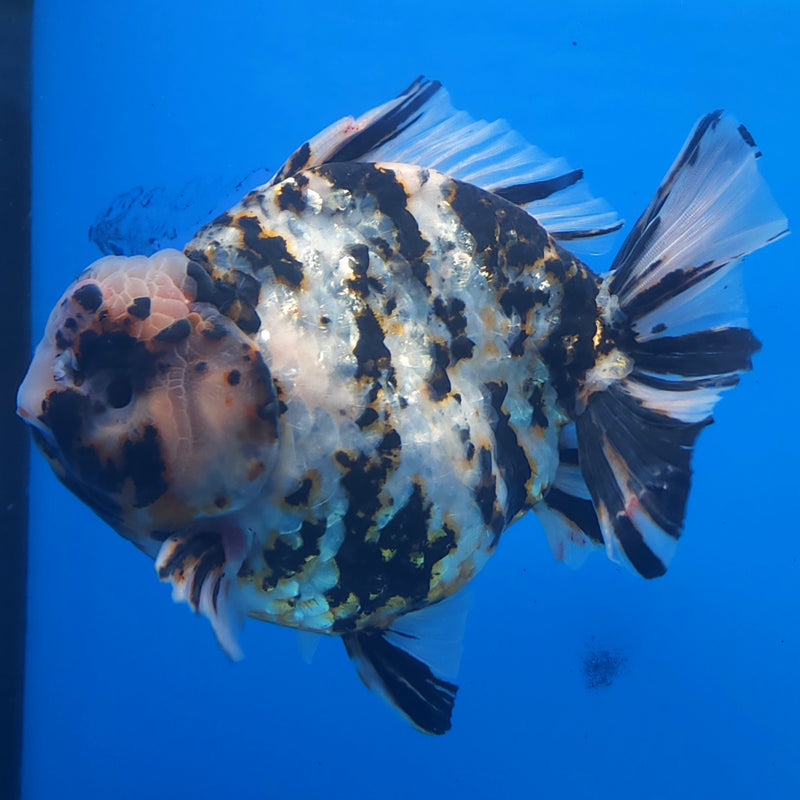 Thai Jumbo White Tiger Orchid Tail Oranda by NK THAILAND 5.00 inch Body (NKT-FEB-370)