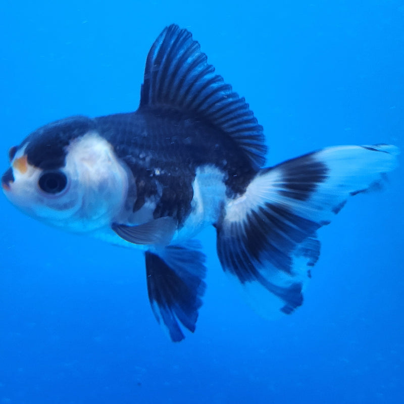 Thai Oranda White Panda Tri 2.5 F (FEB-190)R3A06