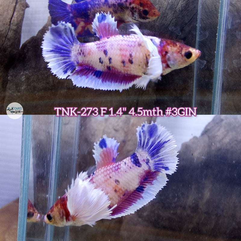 Live Female Betta Fancy marble Dumbo Big ear Plakad (TNK-273)  High quality what you see what you get!!