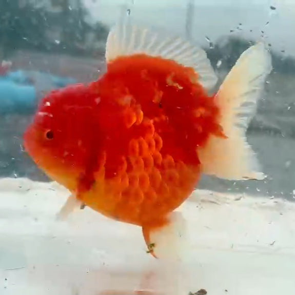 Thai Red Sakura Oranda Orchid Tail 4.00 inch Body (QGF-JO1167)