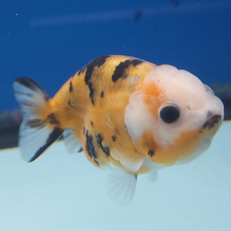 Chinese Ranchu Tiger 2.5in Female (FEB-329)R3B16