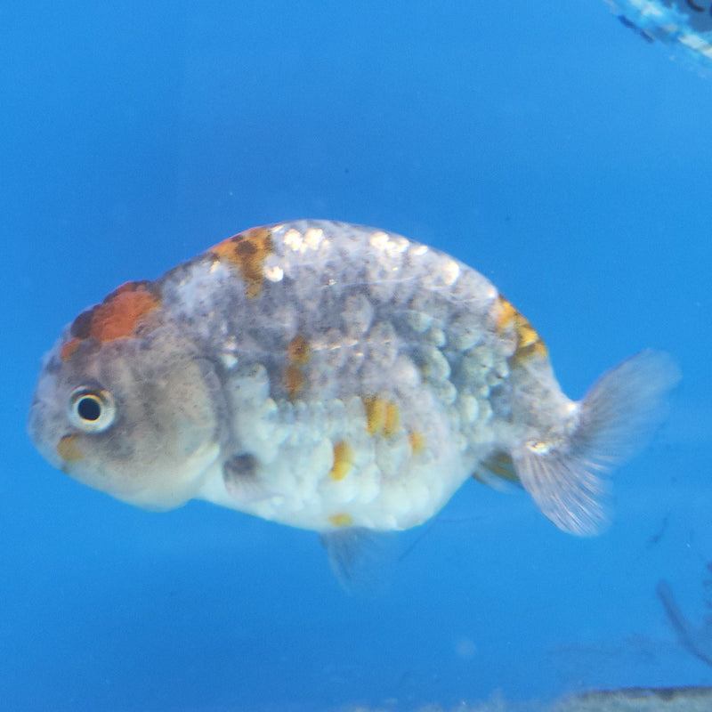 Thai Ranchu Calico 2.5in Female (FEB-342)R3A14