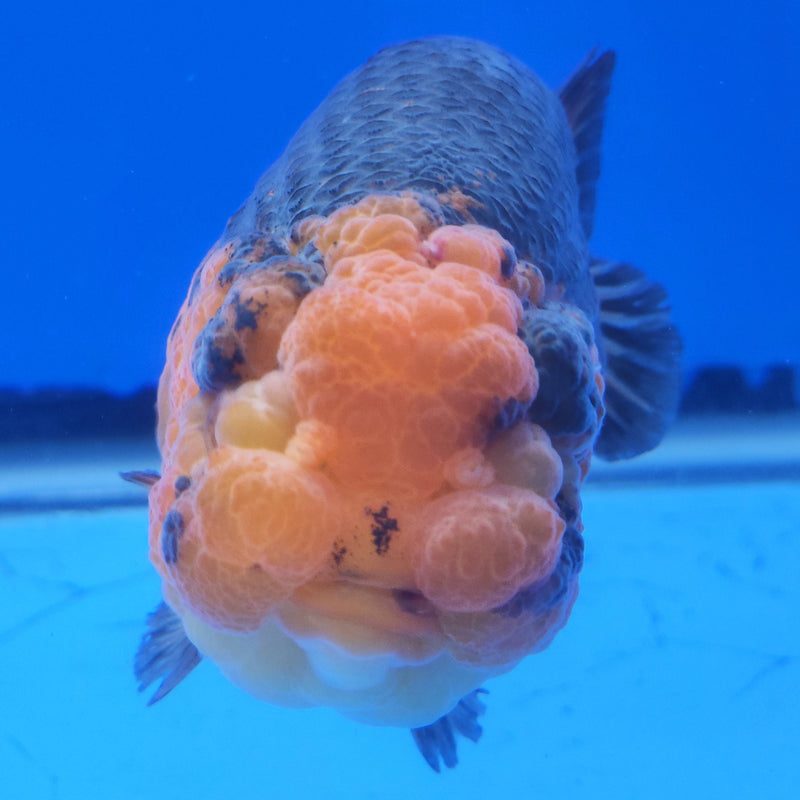 Thai Ranchu Apache 3.5” Body Female(FEB-358)SHOWTANKB