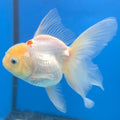 Thai Oranda Lemonhead 3” Male(FEB-638)R3B15