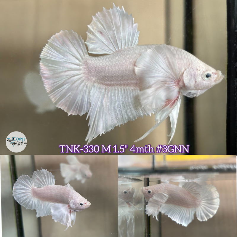 Live Male Betta White Platinum Dumbo Big ear Plakad (TNK-330)  High quality what you see what you get!!