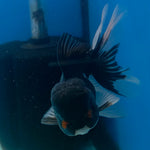 Thai Oranda Panda 3.5” Male(FEB-709)R1A07