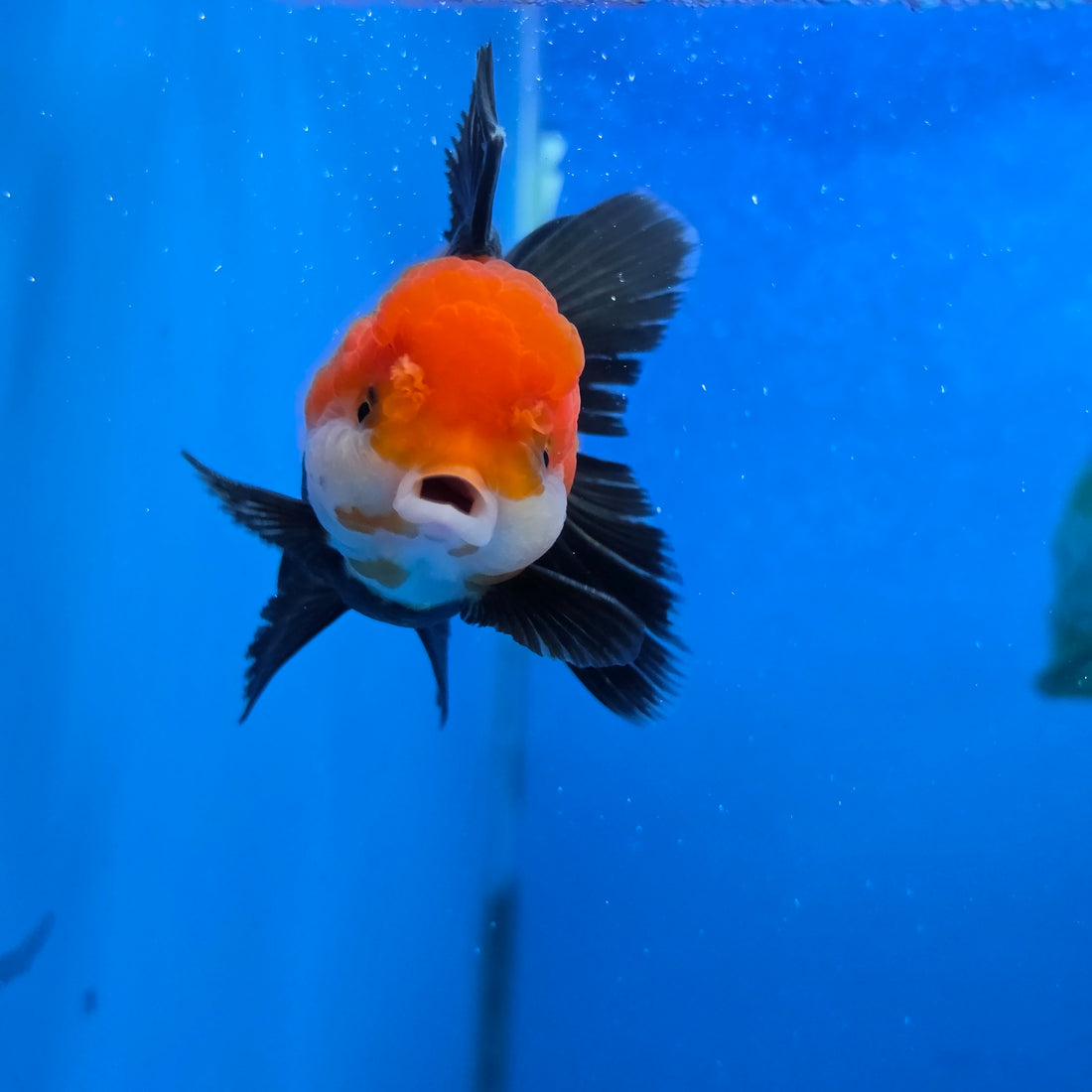 Thai Oranda Red Cap Tri Color Color 2.8 in Body Female (FEB-538)R3A03