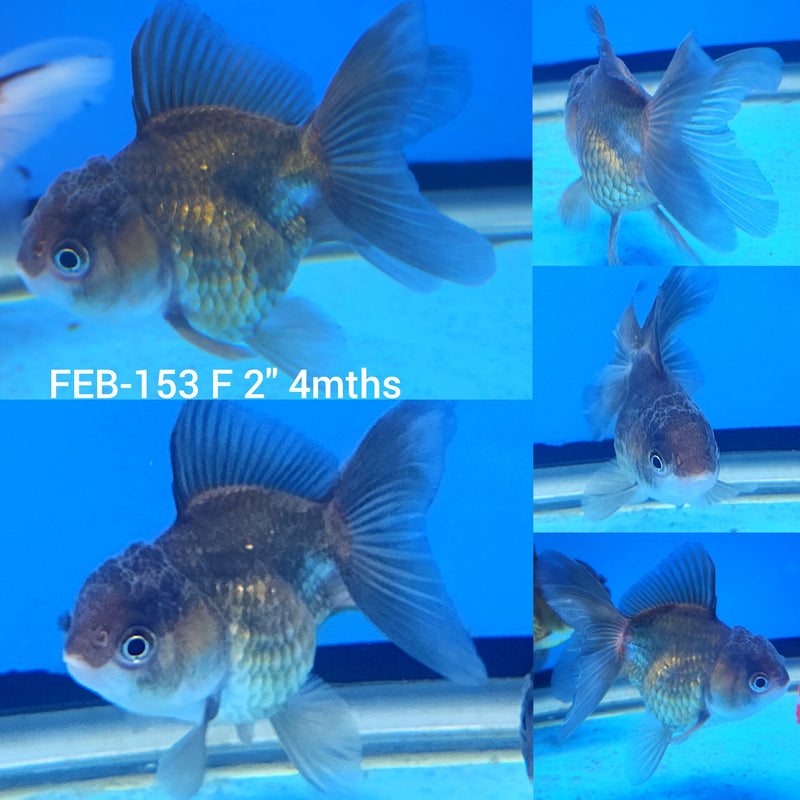 Thai Oranda Copper 2” Body Female (FEB-153)R3A10