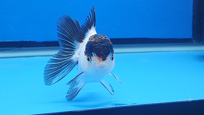 Thai Oranda White Panda Tri 2.5 F (FEB-191)R3A06
