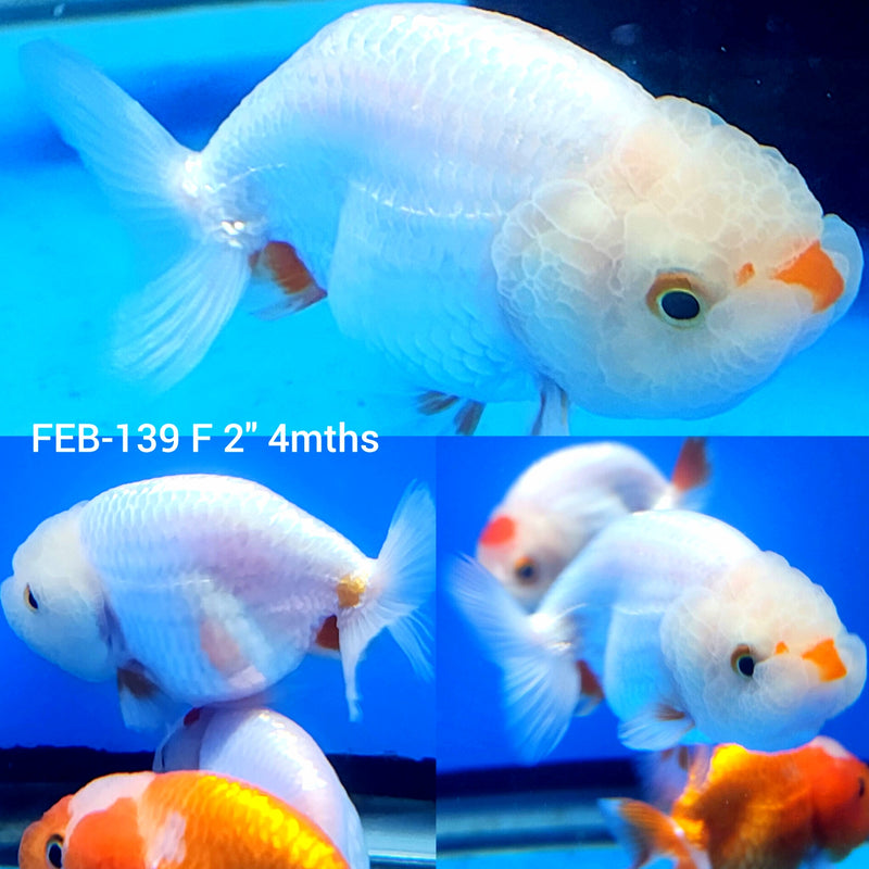 Super White Ranchu 2” Body Female (FEB-139)R3B03
