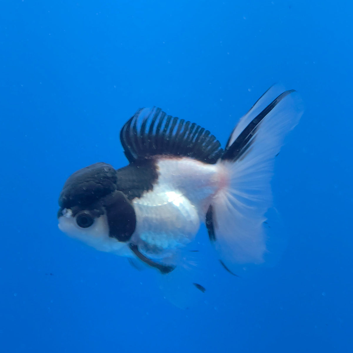 Thai Oranda Panda 3.00" Body Female (FEB-755)R2B07