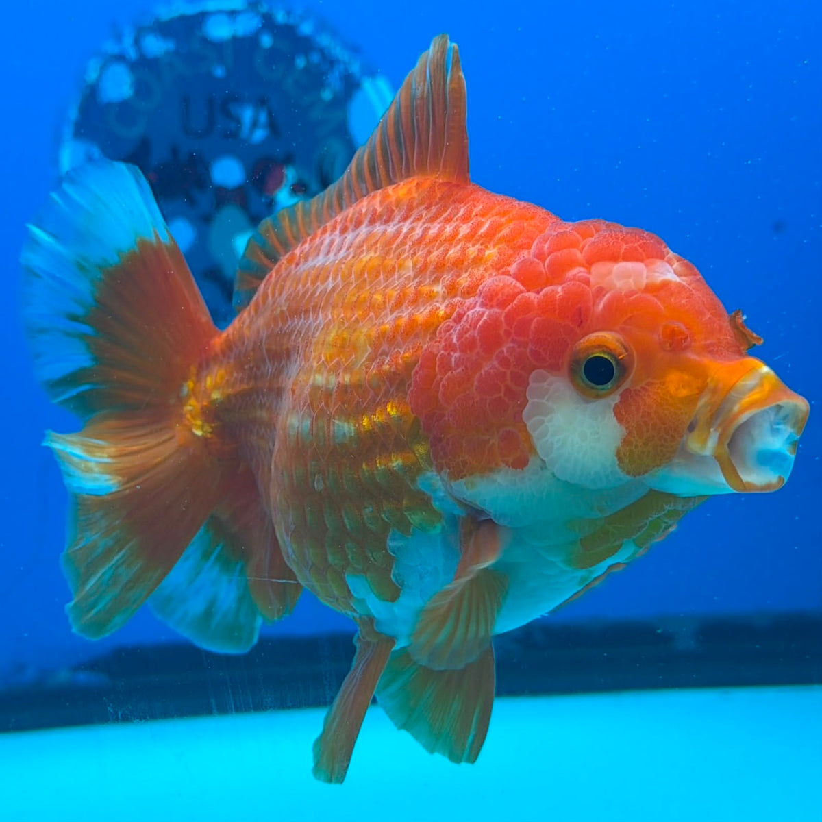 Thai Oranda JUMBO Red & White Orchid Tail  5in Female (FEB-435)R2A08