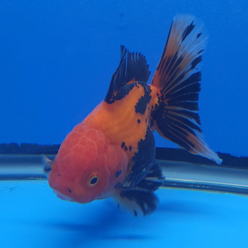 Thai Tri-Color 3in Male (FEB-208)R3A05