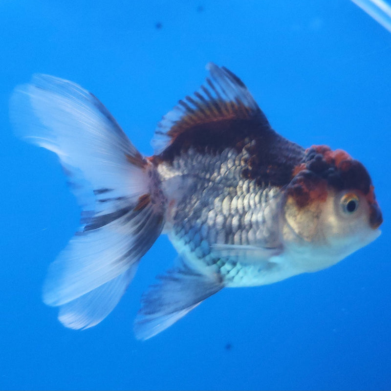 Thai Oranda Silver Panda 2.5” Female (FEB-364)R3B20
