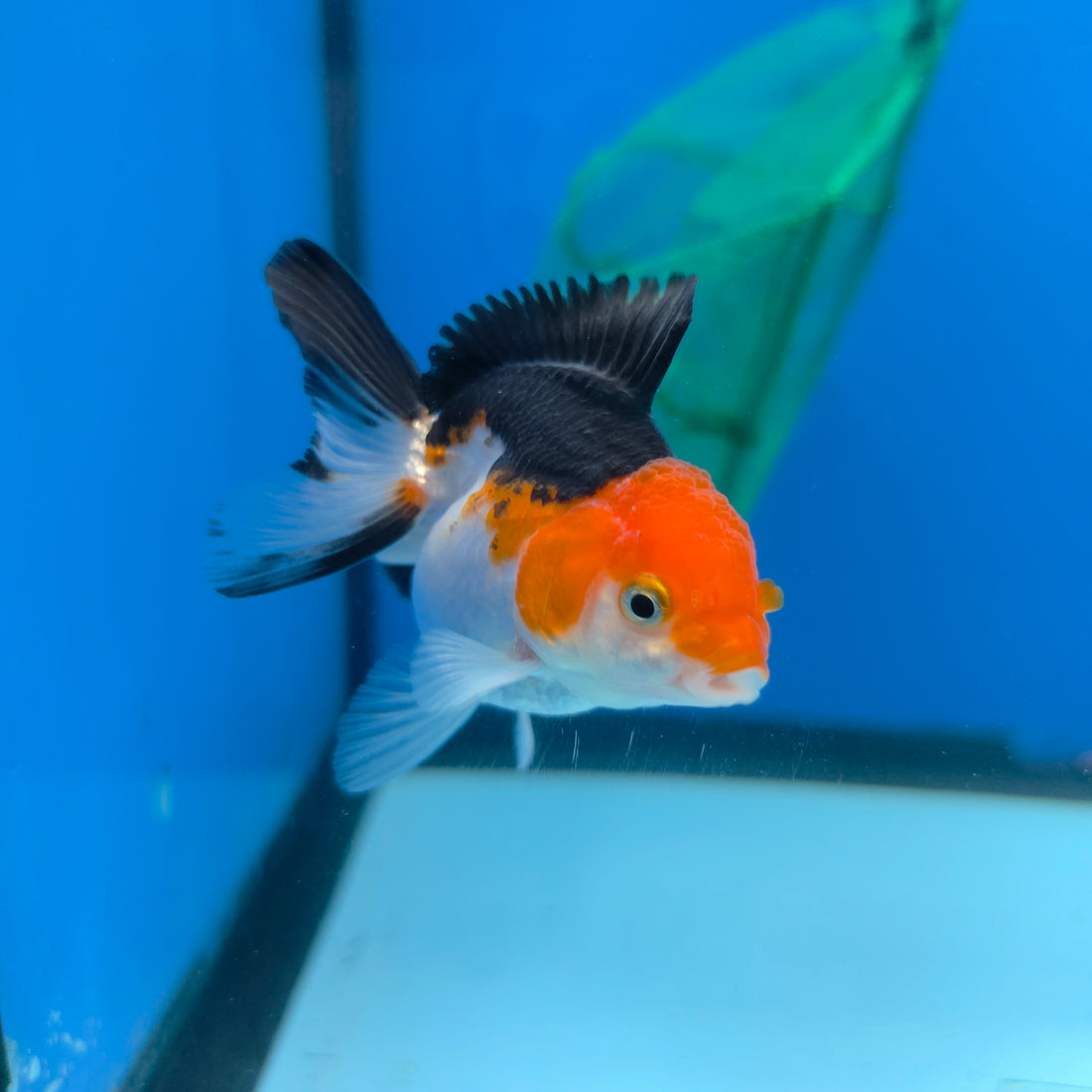 Thai Oranda Tri Color Short body breed 2.5" Body Female 6mths(FEB-563)R3B22
