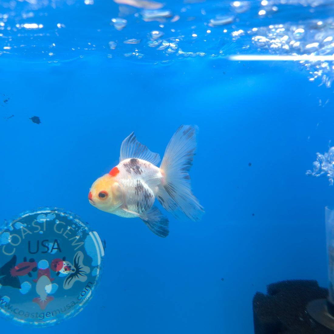 Thai Oranda Tri-Color 2.5” Female(FEB-674)R3B01
