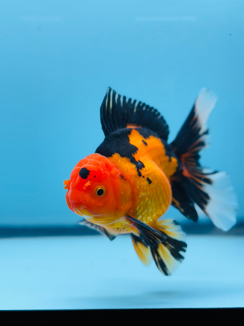 Thai Apache Orchid Tail Oranda 3.50 inch Body Male (KP-216)R1A05