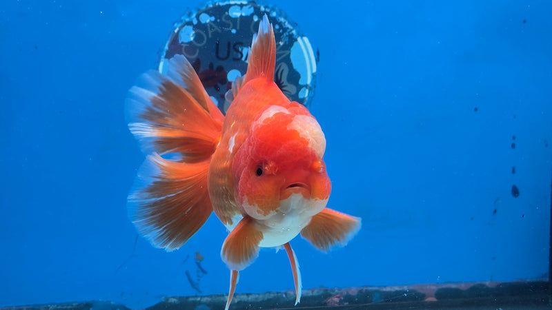 Thai Jumbo Red/White Oranda 4.5" Body Male Giant Breed (CRP-JO1080)BLUETUB2