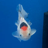 Thai Oranda Lemonhead Tri-Color/Panda 3.00" Body Female (FEB-800)R1B03