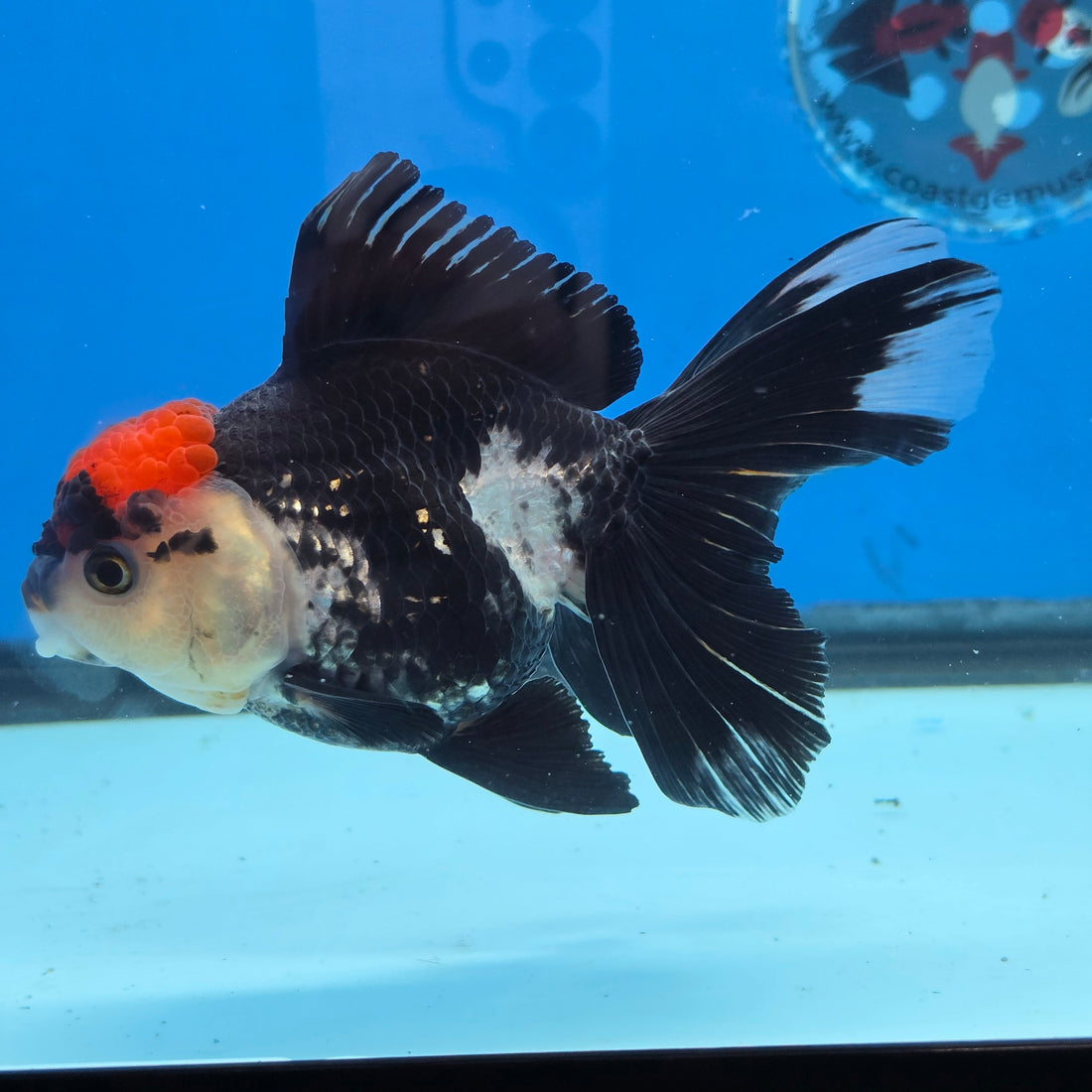 Thai Oranda Red Cap Panda 4" Body Female 9mths(FEB-571)R3A01