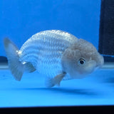Thai Ranchu 2.50" Body Female (FEB-816)R2B05