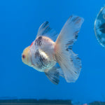Thai Oranda Tri-Color 2.5” Female(FEB-674)R3B01
