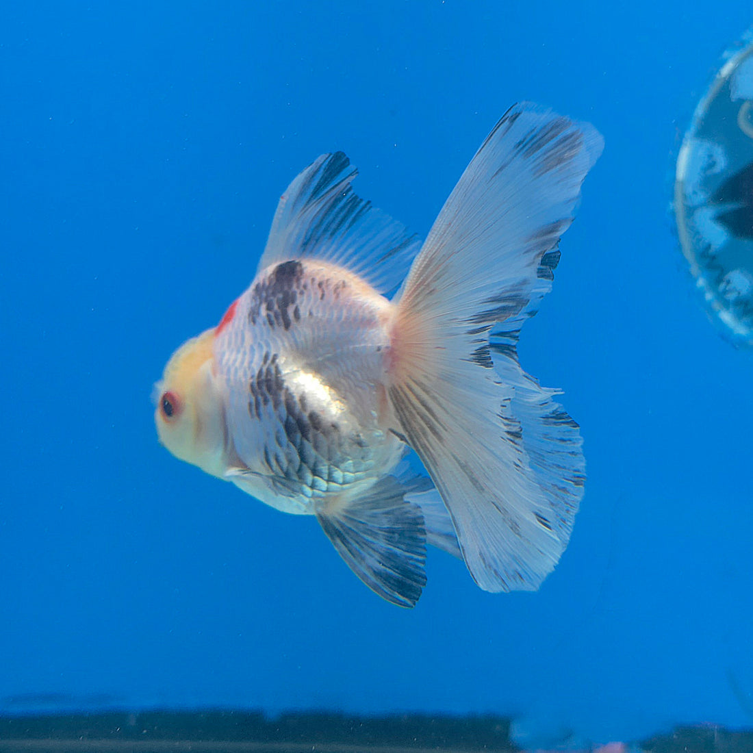 Thai Oranda Tri-Color 2.5” Female(FEB-674)R3B01