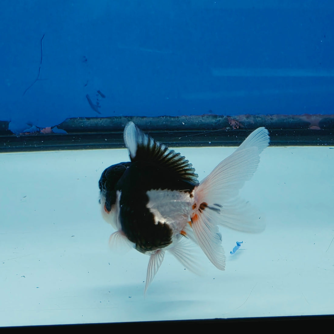 Thai Oranda Tri Color Short body breed 2.5" Body Female 6mths(FEB-560)R3B22