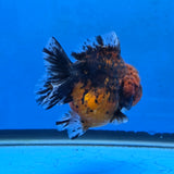 Thai Oranda Red Red Kirin Godzilla 4 inch Body Female (G-FEB-111)BlueTubB