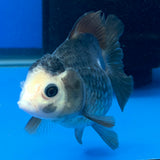 Thai Oranda Lemonhead Panda 3.25” Female(FEB-891)R2B11