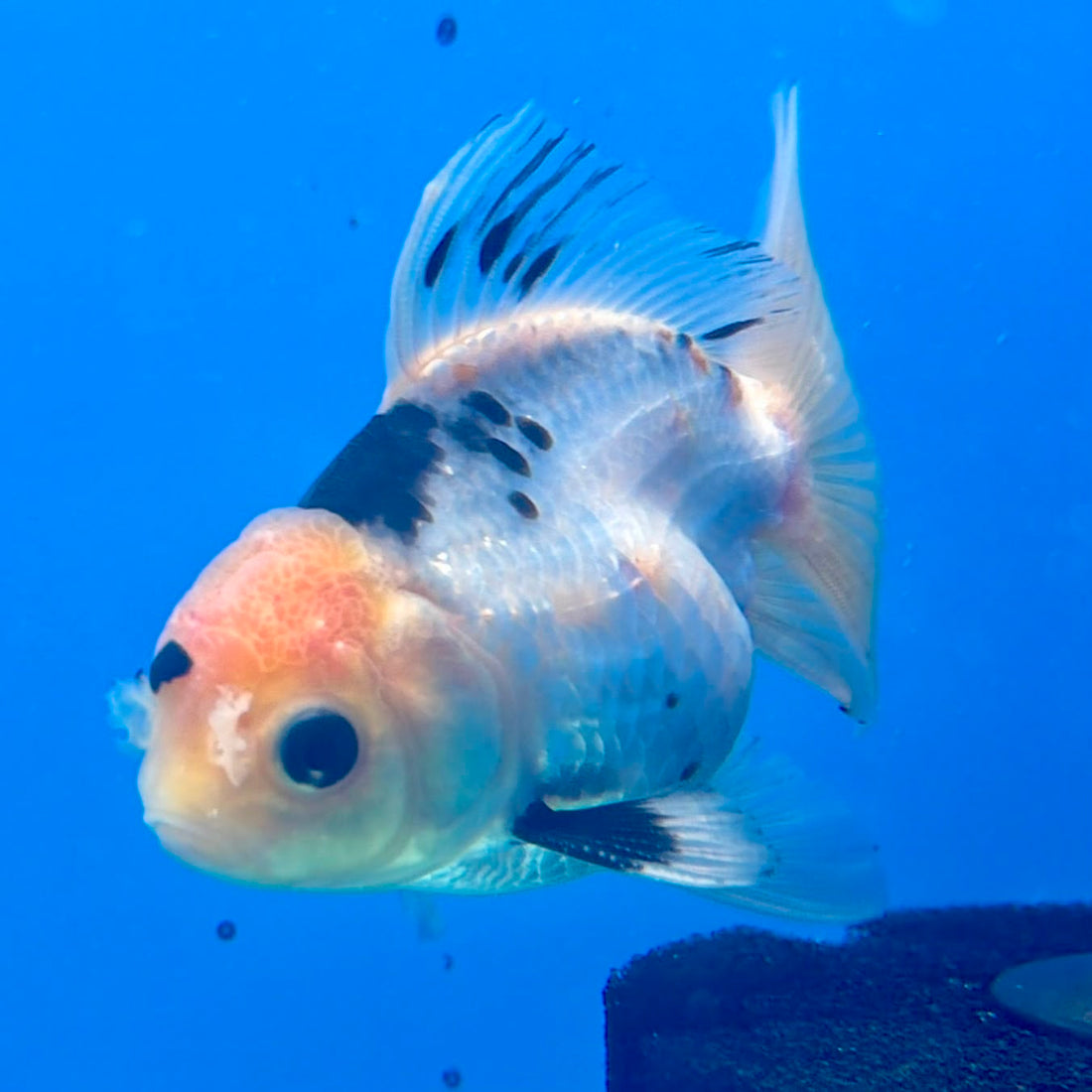 Thai Oranda Panda 3.0” Male(FEB-628)R1A09