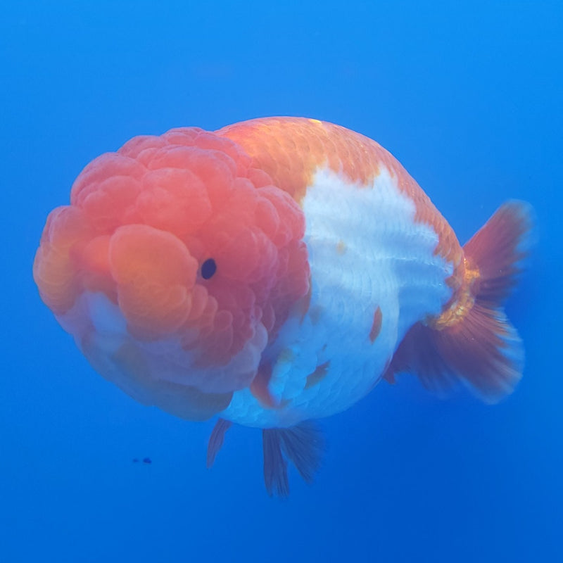 Thai Jumbo Ranchu Red & White 5in Female (FEB-213)SHOWTANK2
