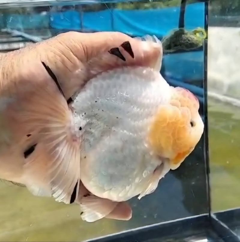 Thai Jumbo Super White Tiger Orchid Tail Oranda by NK THAILAND 5.00 inch Body (NKT-JO2047)