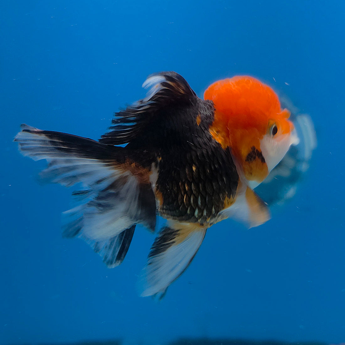 Thai Oranda Apache 3.5” Female(FEB-716)R1A07