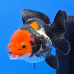 Thai Oranda Tri-Color Godzilla style 2.75" Body Female (FEB-741)R2B01